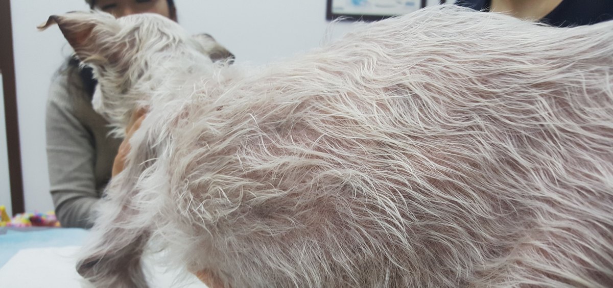 만성간염 동반 아토피 피부염 치료 후 – 강아지 몸통에 털이 다시 덮인 모습