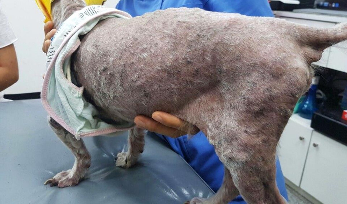 만성간염 동반 아토피 피부염 치료 전 – 강아지 몸통과 다리 전체에 털 빠짐과 피부가 두꺼워지고 검게 변한 모습