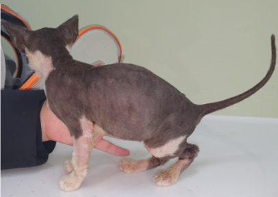 고양이 피부사상균증 치료 후 옆모습