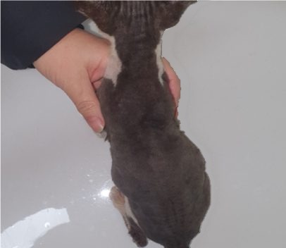 고양이 피부사상균증 치료 후 등 쪽