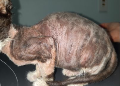 고양이 피부사상균증 치료 전 옆모습 – 몸통 전체에 털 빠짐과 각질·딱지가 있는 모습