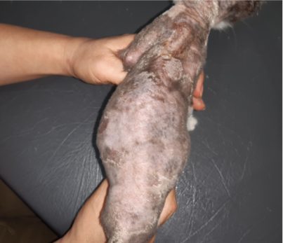 고양이 피부사상균증 치료 전 등 쪽 – 등과 허리에 각질·딱지가 있는 모습