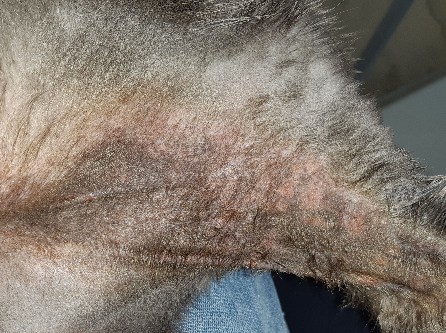 고양이 신경성 피부염 치료 후 모습