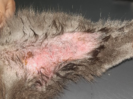 고양이 신경성 피부염 치료 전 – 털이 빠지고 피부가 붉게 변한 모습