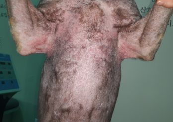 만성 농피증 치료 전 – 앞다리를 든 강아지의 가슴과 배 피부에 붉은 발적과 색소 변화가 있는 모습