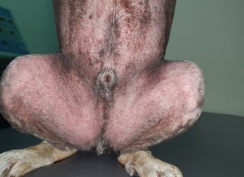 만성 농피증 치료 전 – 강아지 사타구니와 뒷다리 안쪽 피부에 붉은 발적이 있는 모습