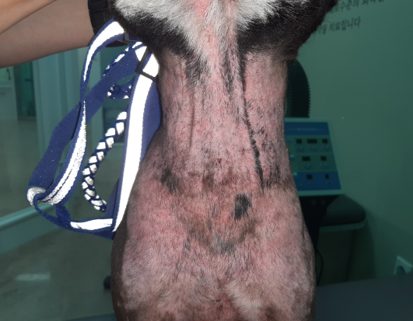 만성 농피증 치료 전 – 강아지 목 아래 피부에 붉은 발적과 색소 변화가 있는 모습