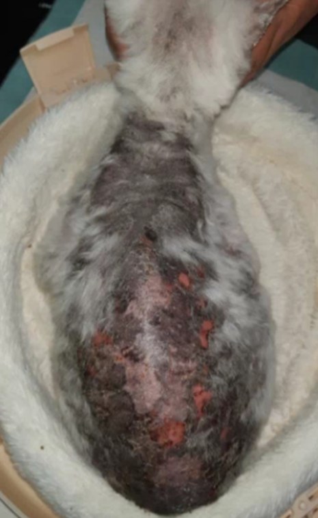 피부염 치료 전 – 등과 허리 피부가 두껍고 검게 변하고 붉은 짓무름과 딱지가 있는 모습