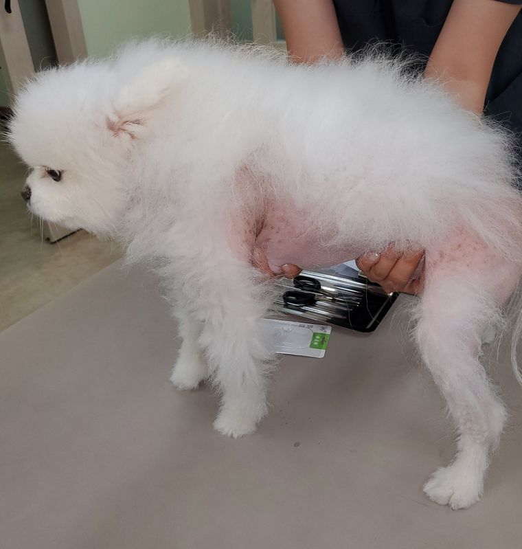탈모 치료 후 – 몸통에 털이 다시 자라고 있는 강아지 옆모습