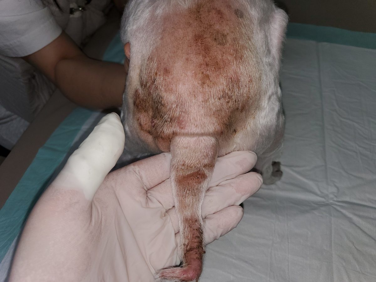 모낭충 감염으로 꼬리와 엉덩이 털이 빠지고 색소가 침착된 강아지 피부
