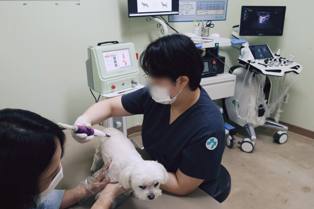 신경재활 특화치료 – 치료실에서 장비를 이용해 강아지를 치료하는 모습