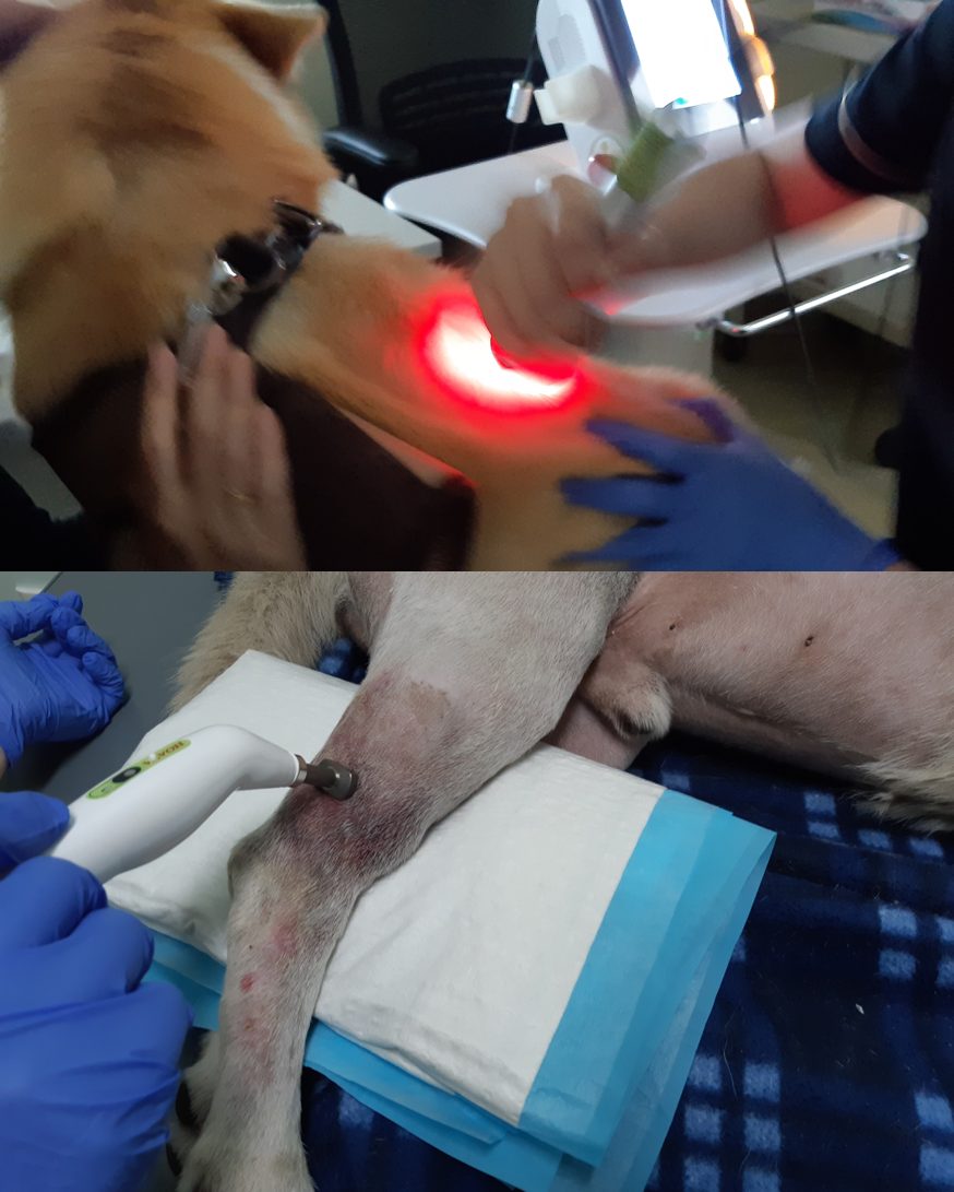 신경재활 특화치료 – 강아지 몸에 빨간 빛을 비추는 모습과 다리에 자기장 치료 기구를 대는 모습