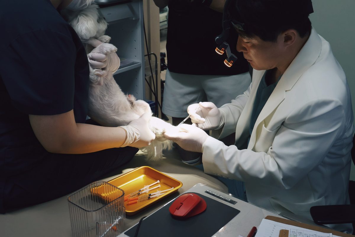 원장이 강아지에게 주사 치료를 하는 모습
